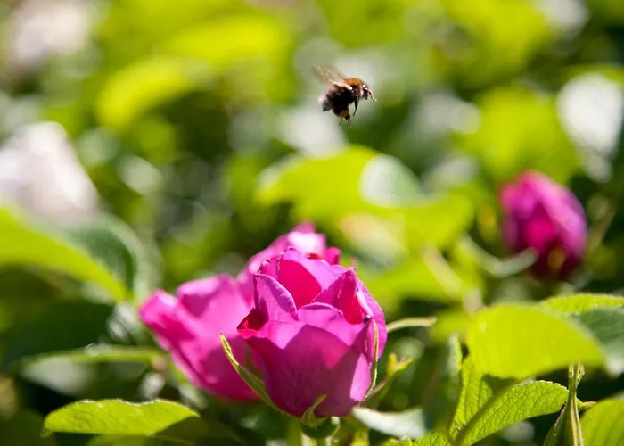 Lejlighed Eifel Relax